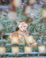 Ideal Pussy - 83-083